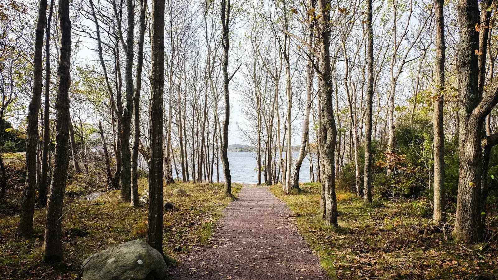 Sti gjennom skogen ned mot vann